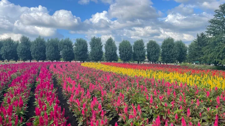 Furano — Jour 15 : Découverte de la Ferme Tomita et de l’Étang Aoike